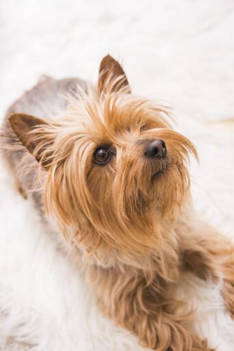 Et nærbillede af en silky terriers smukt lille skæg og spidse ører