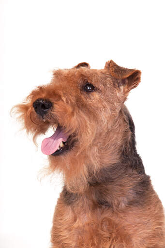 Et nærbillede af en welsh terriers skæg og flossede ører