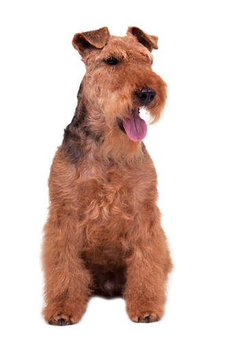 En voksen welsh terrier han, der sidder tålmodigt og venter på en kommando