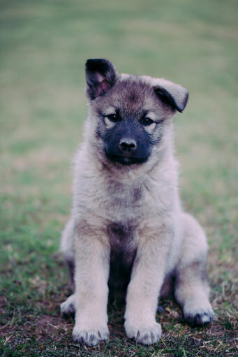 Norwegian-elkhound-hvalp