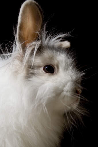 Et nærbillede af en løvehovedkanins vidunderlige fluffy hoved