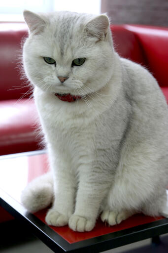 Britisk korthårskat med tippet kat sidder på et rødt bord