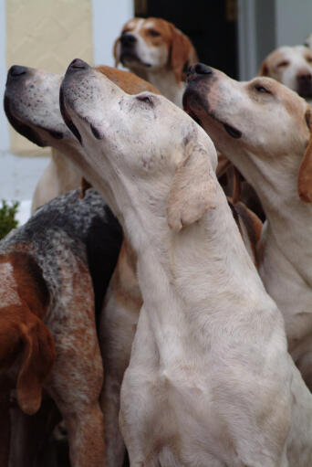 En gruppe engelske rævehunde, der bruger deres følsomme næser