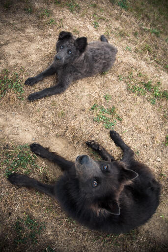 To schipperkes, der ligger sammen og venter tålmodigt på opmærksomhed