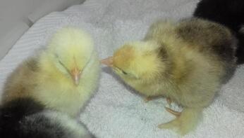 Pekin Chicks - 2 dage gamle