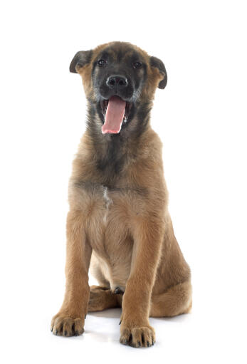 En ung belgisk hyrdehund (malinois), der sidder ned med tungen udad