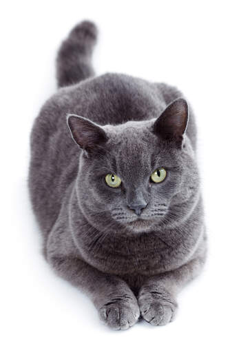 log sanger Afgift Russian Blue kat | Cat Breeds
