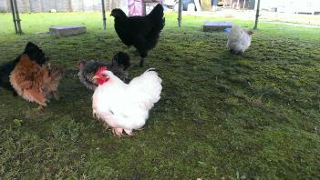 Et par af mine flokke, White Pekin (cock & hen), Black Pekin, Frizzle Serama og Black Brahma