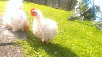 Min Frizzle Serama X Pekin cockerel