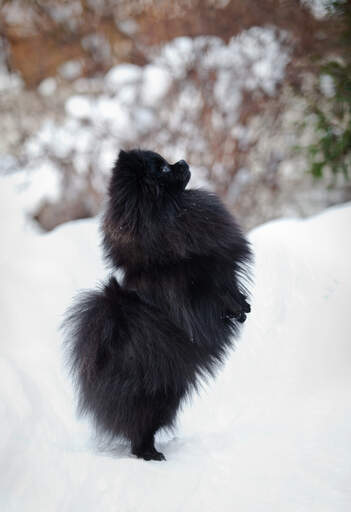 En dejlig, lille, sort pomeranian, der trænede sine bagben i den Snow