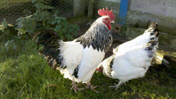 To høns i haven