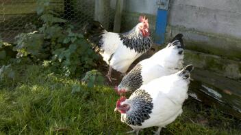 Tre høns i haven