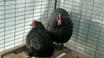 Australorp bantams, Molly og Mandy.