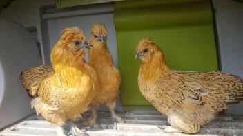 mine nye 3 kyllinger