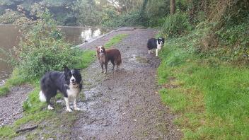 2 sorte og hvide og en rød og hvid border collie