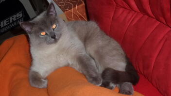 En britisk korthåret kat, der slapper af på en sofa.