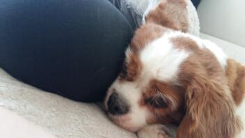 Cavalier king charles spaniel ligger ned