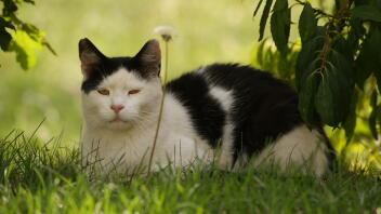 Kat, der ligger i græs