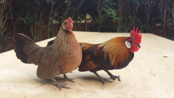 Mine hollandske gyldne bantams