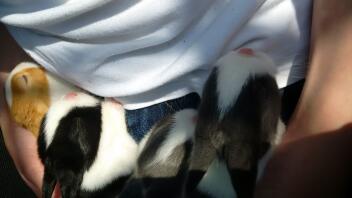 alle sover i solen ved tierney