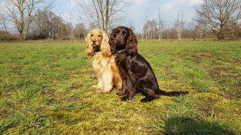 Engelske cocker spaniels i marken