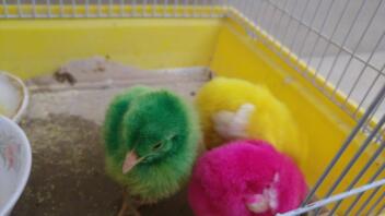 Tre kyllinger af forskellig farve hver, en grøn, en lyserød og en gul