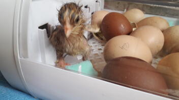 kylling i inkubator