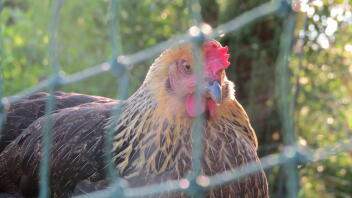 En kylling inden for et Omlet hegn