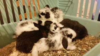 Bunny bunke