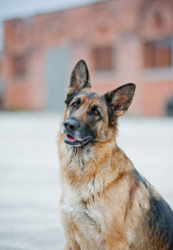 Et nærbillede af en schæferhunds utroligt store ører