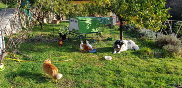 Et stort grønt Cube hønsehus i en have omgivet af høns og en stor hund
