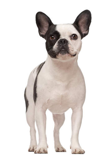 En smuk ung fransk bulldog, der står oprejst med ørerne spidse