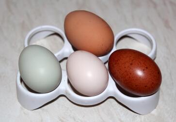 Æg fra Ex batteri høne (top), creme benstang, laksefarver og sort kobber marans