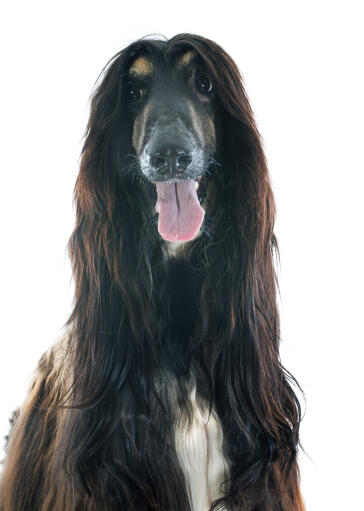 En mørkebrun afghansk hund, der ser fremad