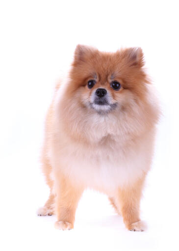 falskhed Fejlfri Torrent Pommersk hund | Dog Breeds