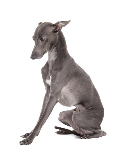 En han italiensk greyhound, der sidder pænt med ørerne skubbet tilbage
