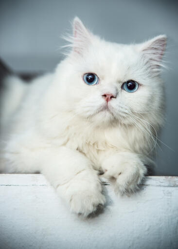 Smuk blåøjet persisk kat portræt