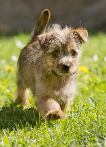 En norfolk terrier, der slentrer rundt i græsset og viser sin smukke hale frem