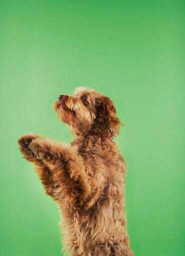 En smuk lille odderhund med en tyk krøllet brun pels