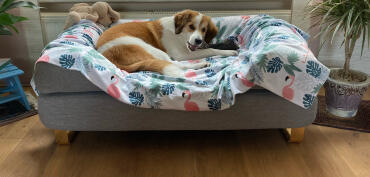 Badu i sin hundekurv 