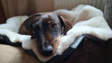 Cleo elsker loftet