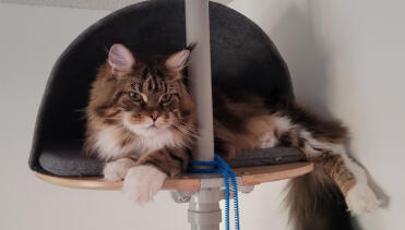 Fantastisk soveplads for en maine coon!