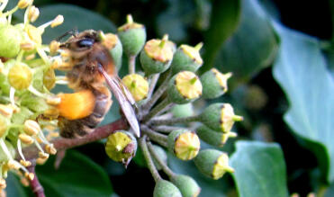 Nærbillede af Bee on Ivy, der samler pollen