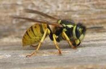 Hvepse betragtes normalt som et skadedyr.