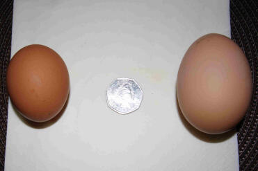 Ivy's æg til venstre og Mavis's æg til højre
