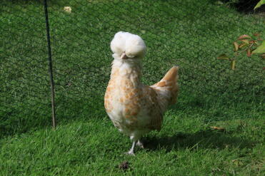 Kylling i haven