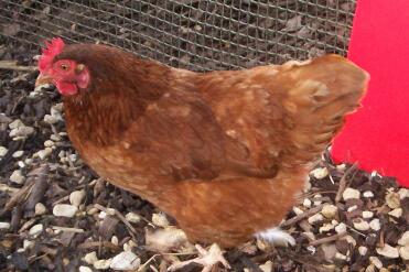 Kylling ved sin røde Eglu hønsegård