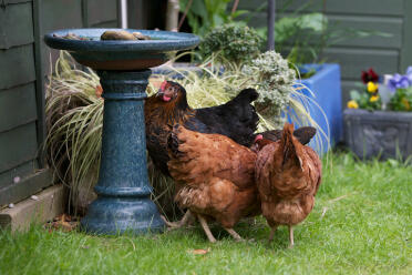 Høns er vidunderlige kæledyr i haven.