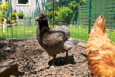 To høns, der kradser rundt i deres hønsegård.
