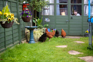 4 høns i haven